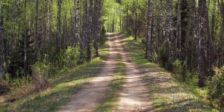 Marasandra Forest (Hennur Bamboo Forest)
