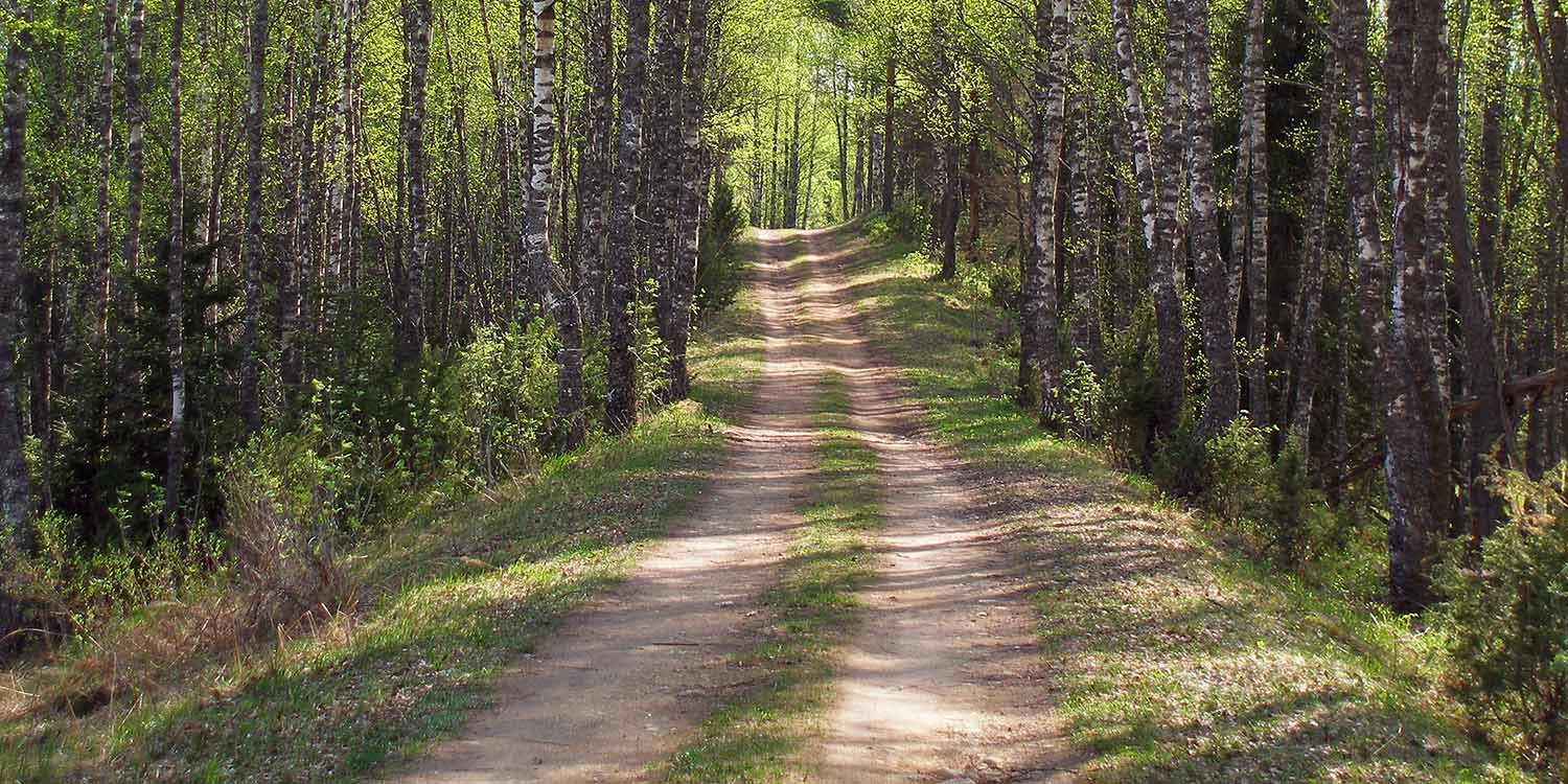 Marasandra Forest (Hennur Bamboo Forest)