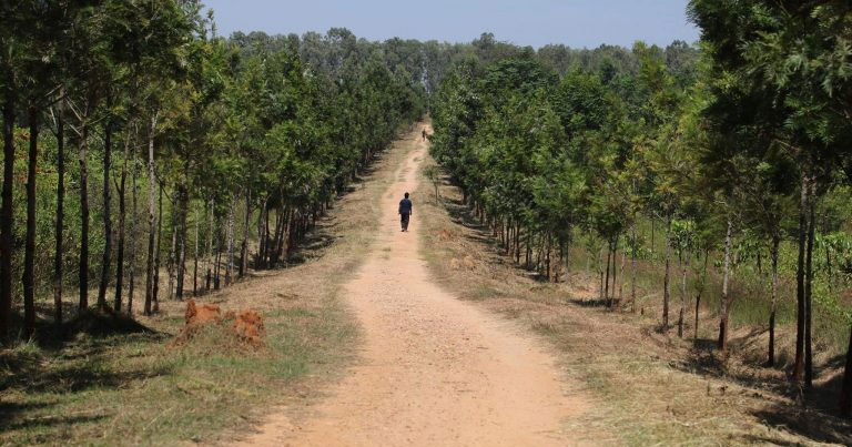 Jarkabande Forest (Avalahalli Forest)